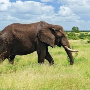 an elephant walking in a grassy field