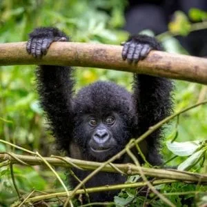 a baby gorilla holding a branch