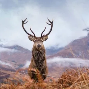 a deer with antlers in a field