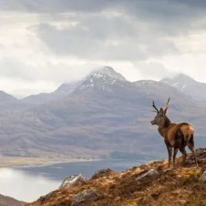 a deer on a hill with mountains in the background