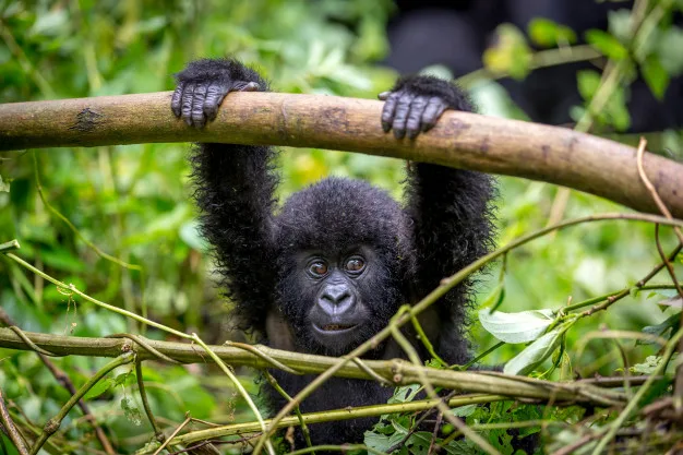 baby gorila inside virunga national park