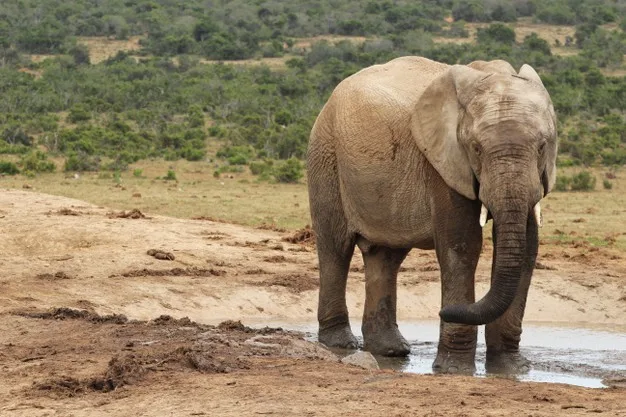 wet muddy elephant playing around puddle water jungle