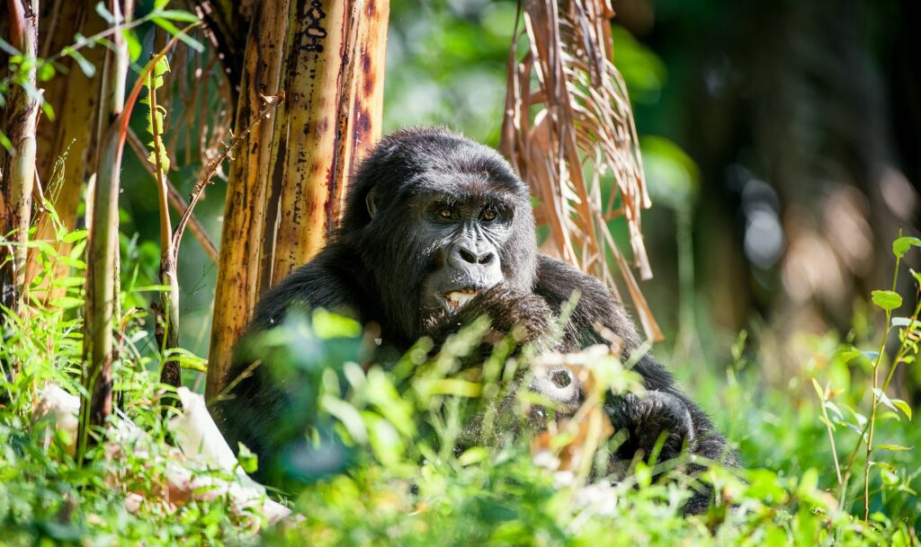 Portrait of a mountain gorilla at a short distance. gorilla close up portrait.The mountain gorilla (Gorilla beringei beringei)