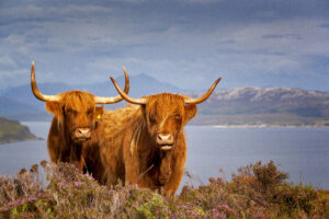 Two Highland cows looking towards the camera with water in the background