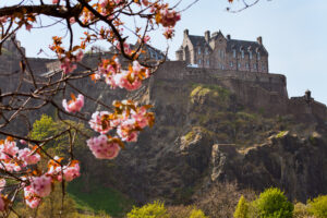 Bright pink Cherry Blossoms covering part of Edinburgh castle on a clear day in spring